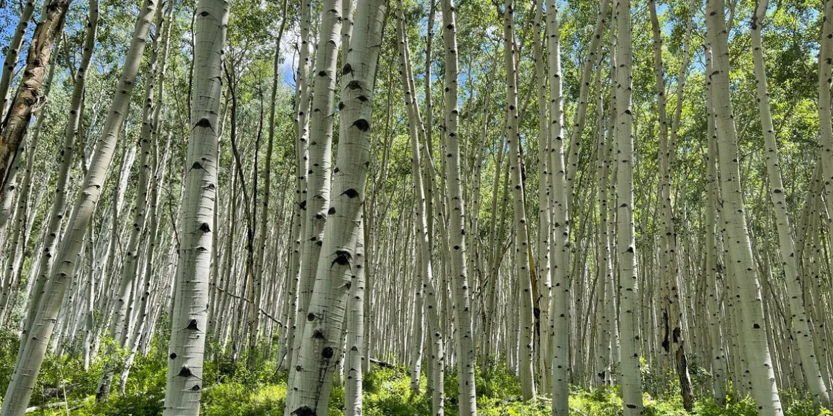 beautiful green aspen forest in peak summer