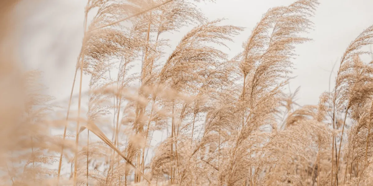 pampas grass outdoor in light pastel colors dry reeds boho style