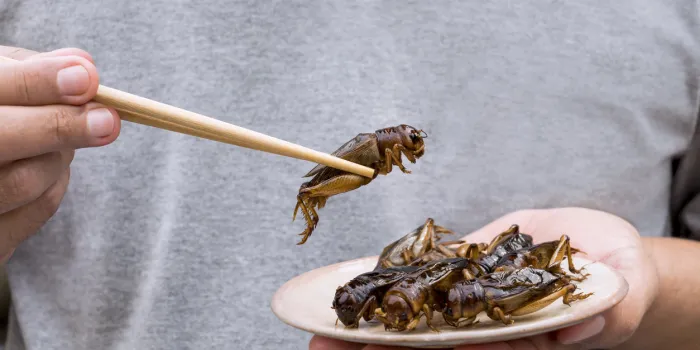 man's hand holding chopsticks eating crickets insect on plate food insects for eat as food items, it is good source of meal high protein edible for future food concept