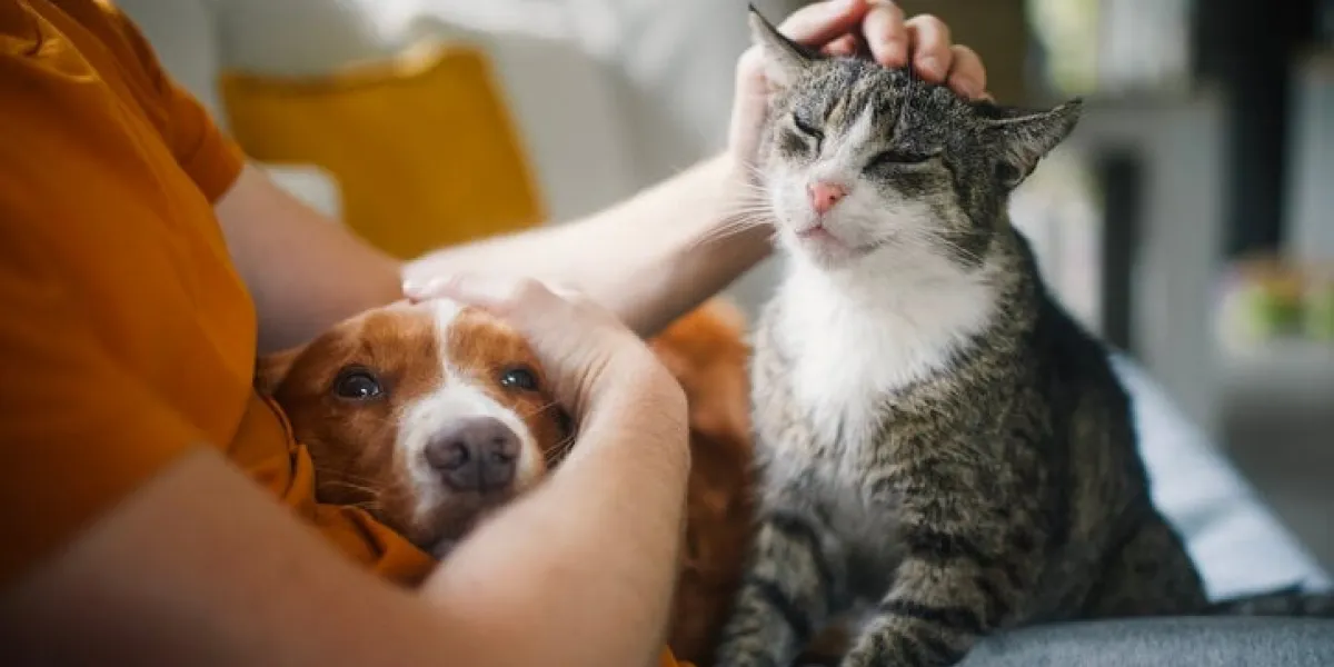 man sitting on sofa with domestic animals pet owner stroking his old cat and dog together