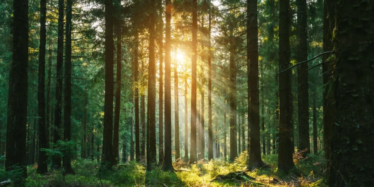 silent forest in spring with beautiful bright sun rays - wanderlust