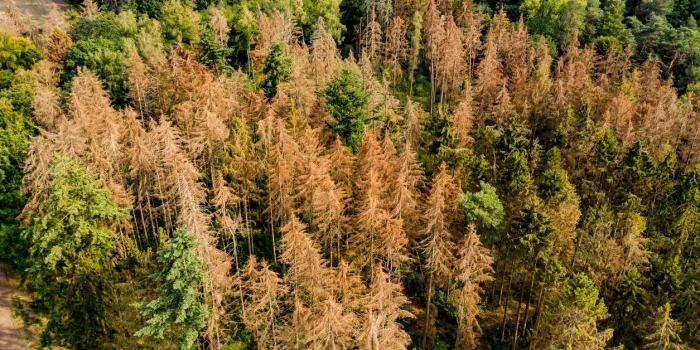 aerial view of a section of forest dying in the german coniferous forest
