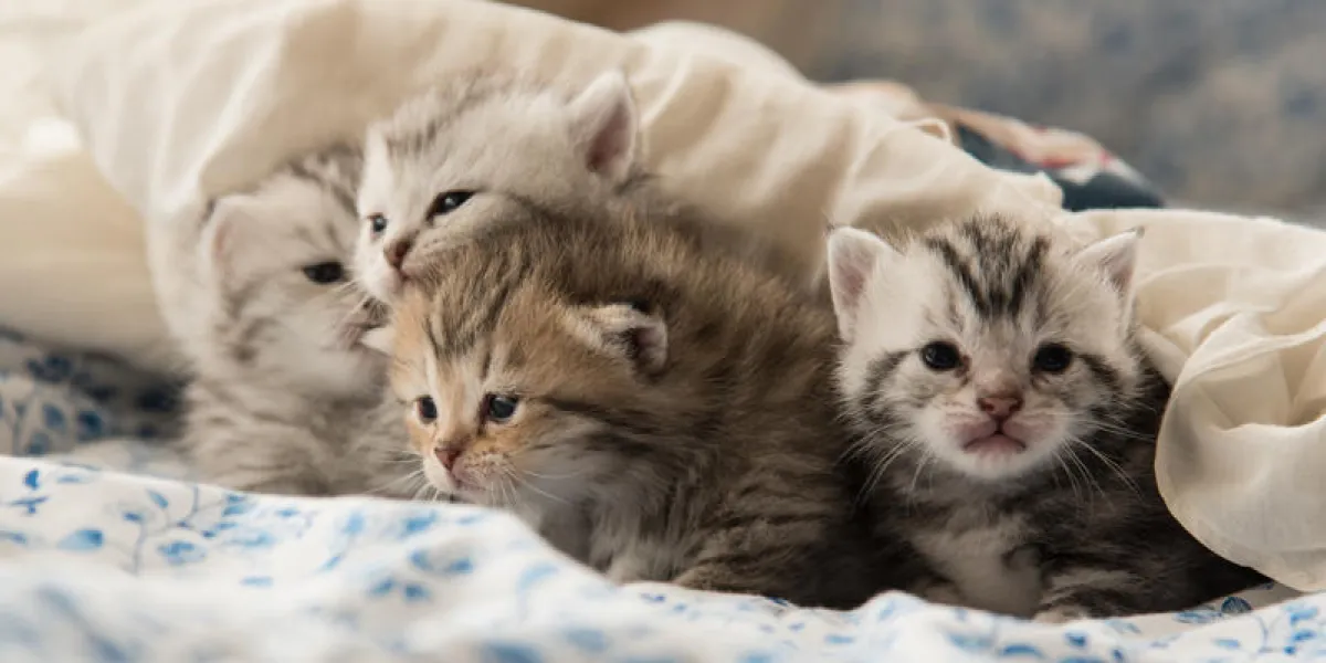 gros plan de mignon chaton assis sur le lit