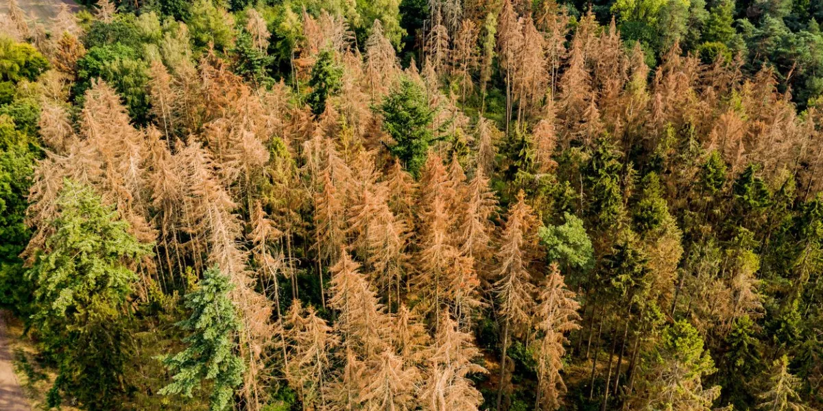 aerial view of a section of forest dying in the german coniferous forest