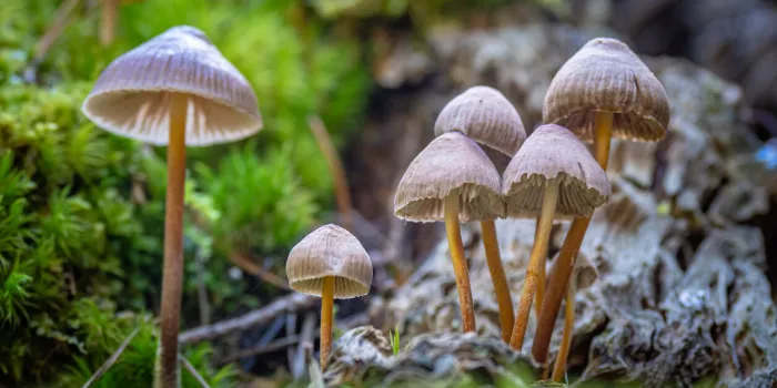 foraging for magic mushrooms in the forest - liberty caps - psilocybe semilanceata