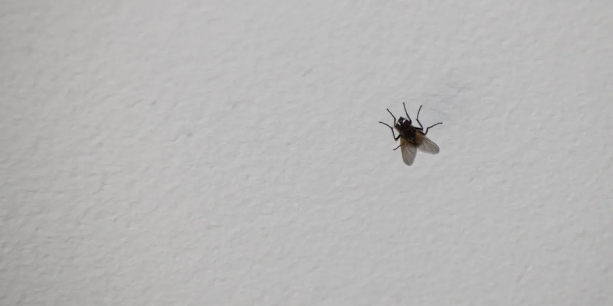a fly on the white ceiling of room