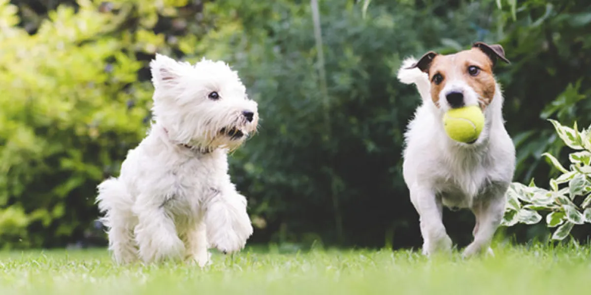 deux chiens jouant avec une balle chiens, animaux domestiques, jouer, balle, été