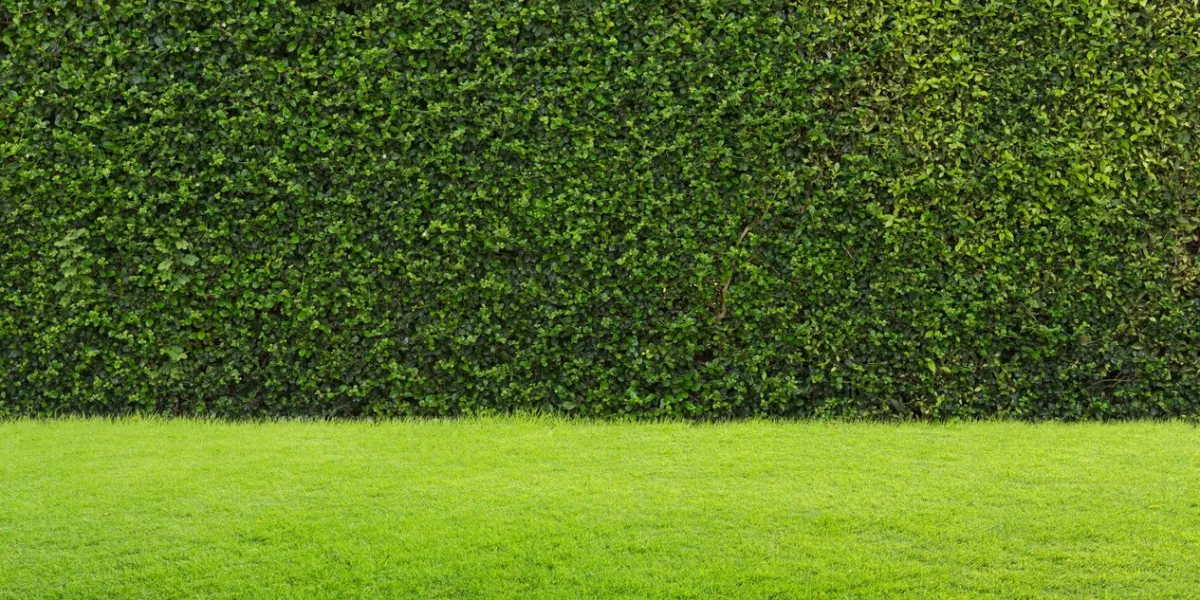 green grass and hedge background
