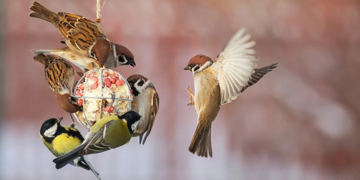 birds tits and sparrows sit on the feeder and et oil with seeds and nuts in the winter garden