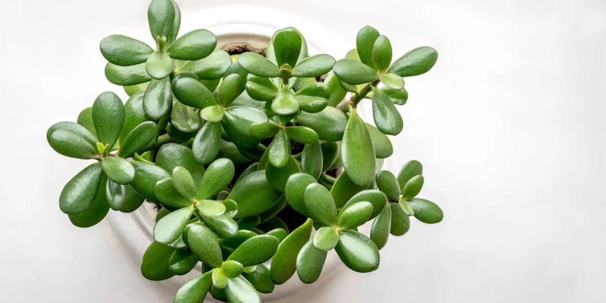 succulent houseplant crassula in a pot on a white background view from above