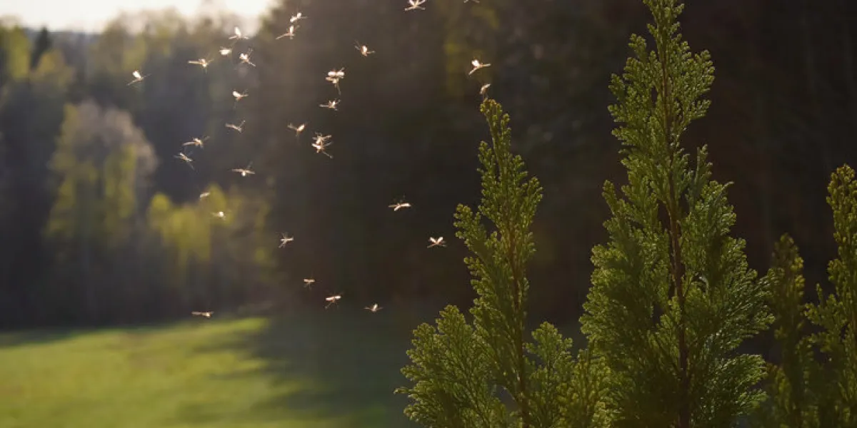 mosquitos flying in sunset light