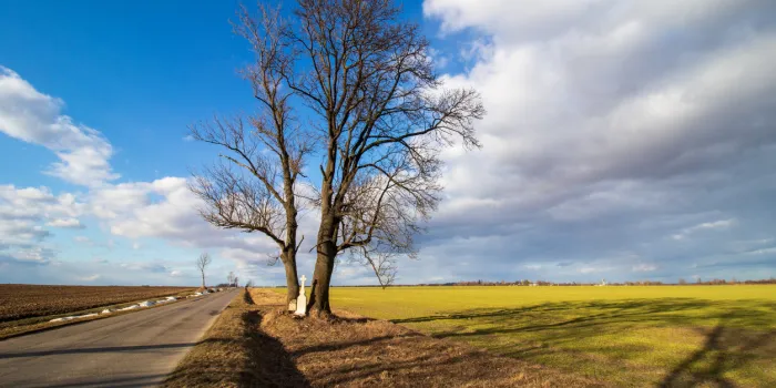 tree and wayside cross in the field in spring