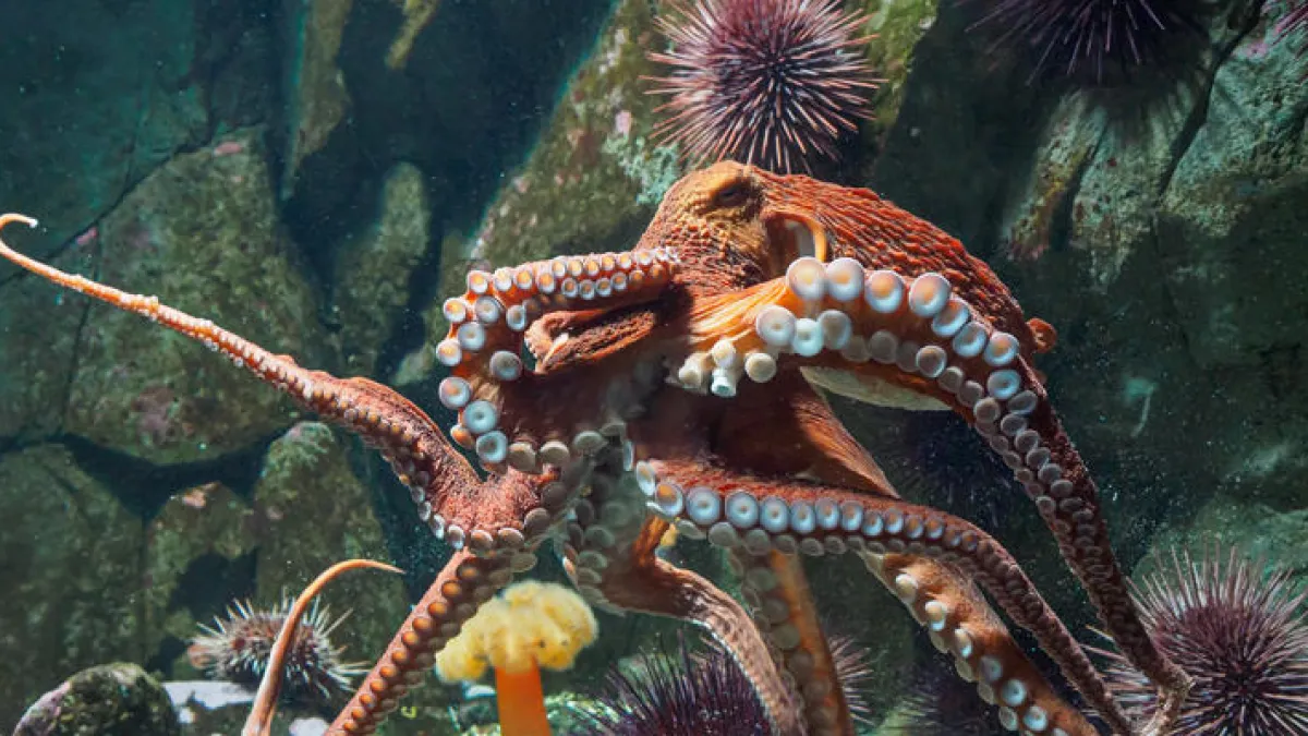 D couvrez Octlantis La Ville Sous marine Des Poulpes Planet fr D couvrez Octlantis La Ville Sous marine Des Poulpes Planet fr