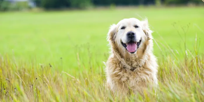 a beautiful, old, female golden retriever taking a break, sat in a field whilst out for a walk in the countryside