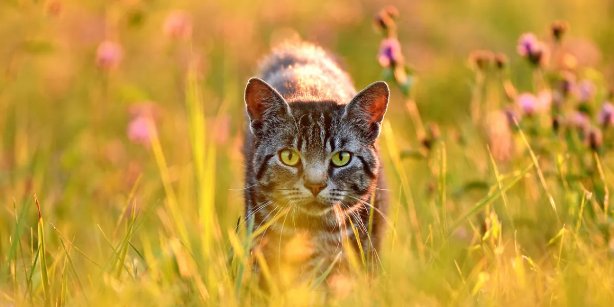 domestic cat in meadow, back lit by golden summer evening light