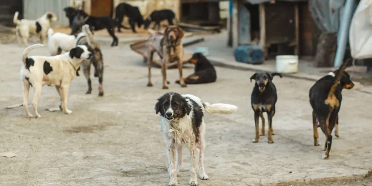 a gang of stray dogs shelter for sick dogs