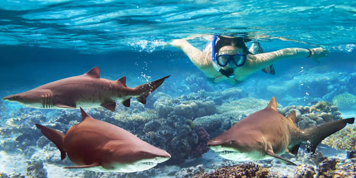woment snorkeling in the tropical water with dangerous sharks
