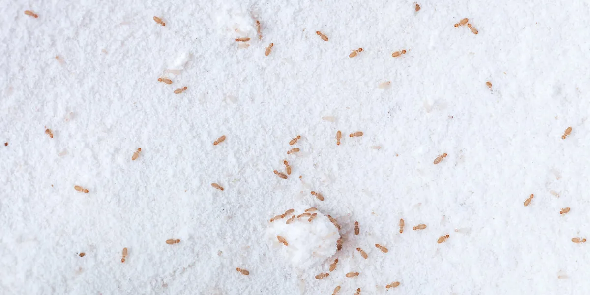 booklice or barklice feeding in flour little liposcelis bostrychophila in order psocoptera small brown trogium pulsatorium, common booklouse on domestic kitchen food pest macro life top view