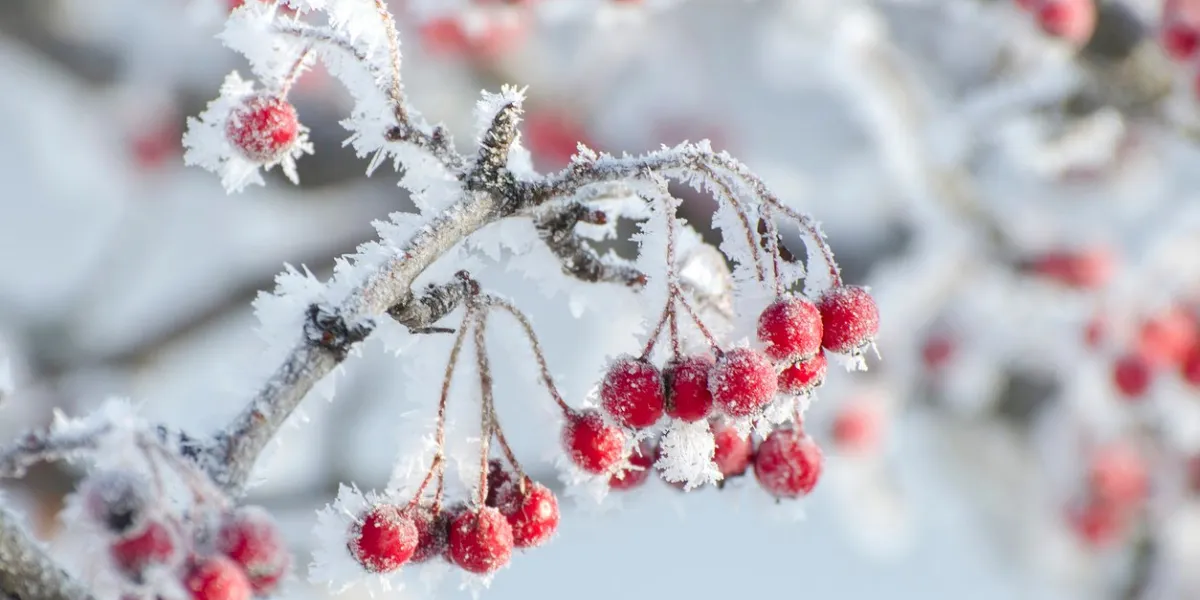 red hawthorn berries are covered with hoarfrost winter garden simple blue background and copy space