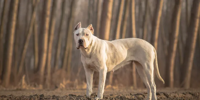 dogo argentino forest portrait