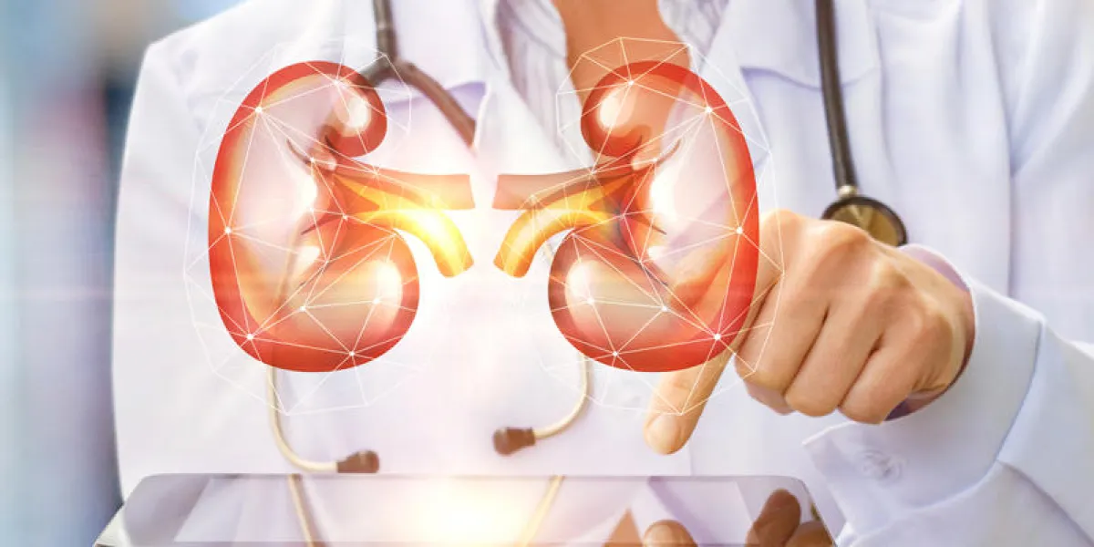 the doctor shows the human kidney on a virtual computer screen