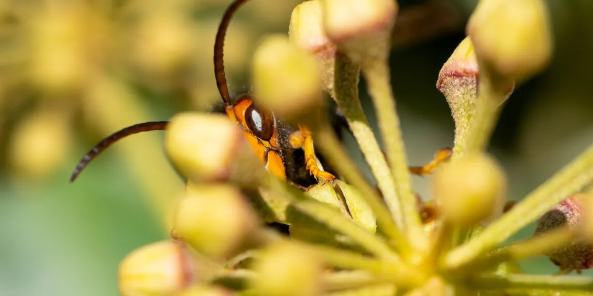 asian hornetvin ivy, invasive spécieux in france