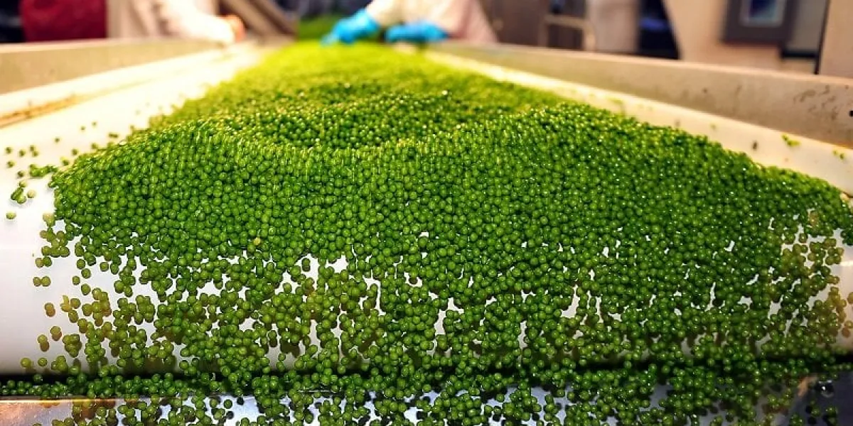women work on peas at a factory of the french producer of processed vegetables, bonduelle on july 5, 2010 in estrees northern france  afp photo philippe huguen (photo by philippe huguen   afp)
