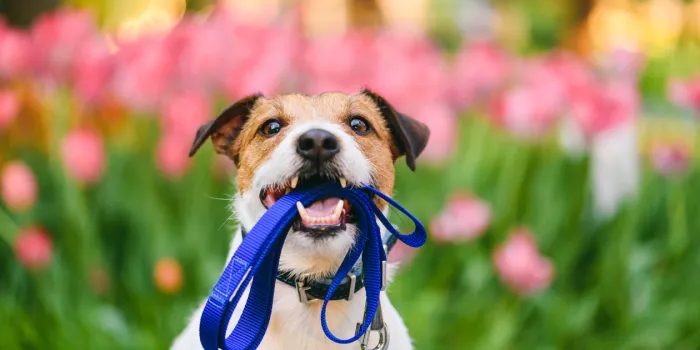 jack russell terrier holding leash with colorful flower bed at background