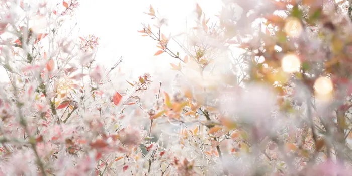 frosty winter garden with golden bokeh background with short depth of field and space for text