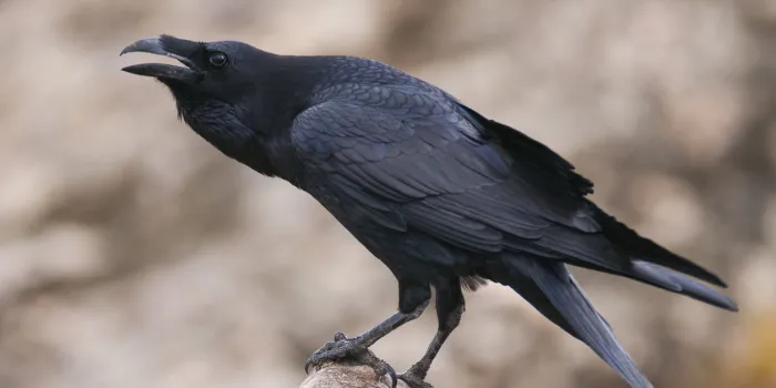 raven - corvus corax,  portrait and social behavior