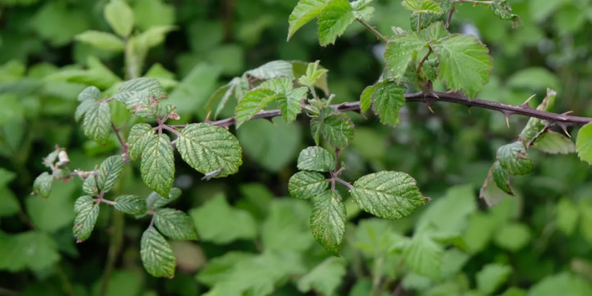 common bramble stem in a close-up garden