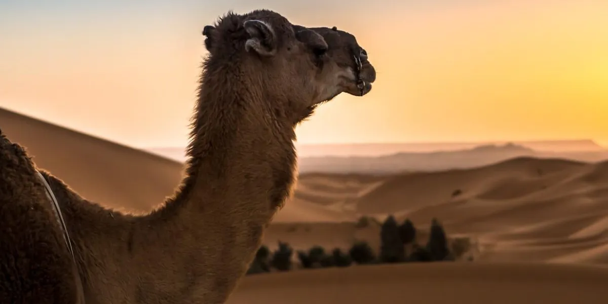 abstract nature background morocco, africa