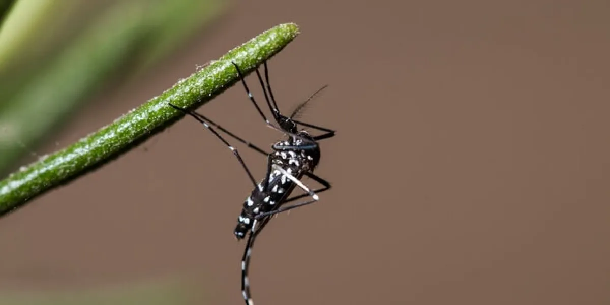 asian tiger mosquito