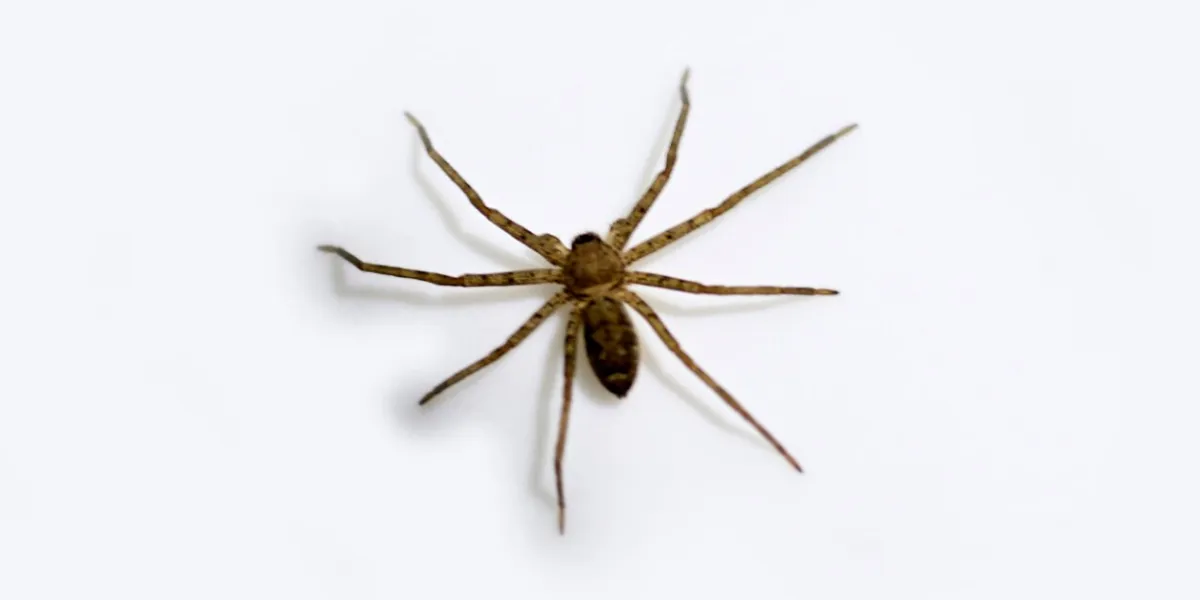 wild spider isolated on white background