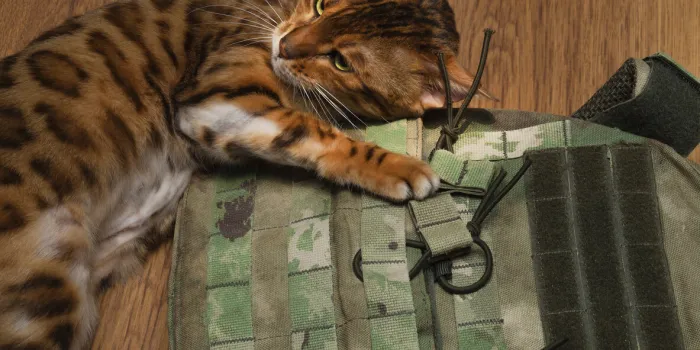 domestic bengal cat (kitten) during estrus caresses, rubs his head (muzzle) on the sports, military camouflage plate carrier (bulletproof vest)