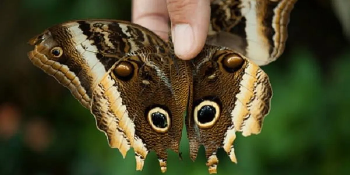 papillon hibou, calice atreus, au zoo henry doorly, omaha, nebraska