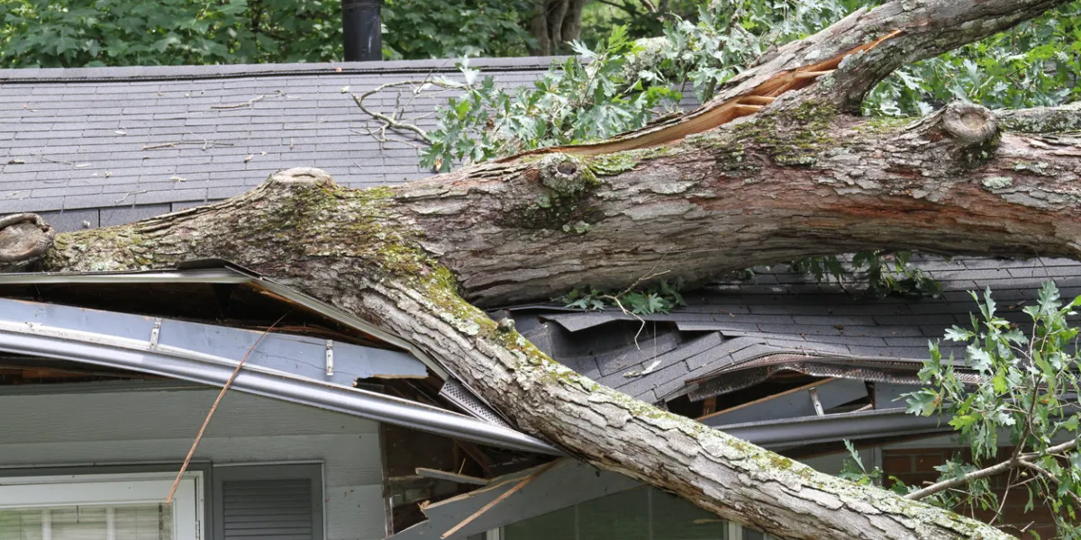 large white oak tree punctures roof on house