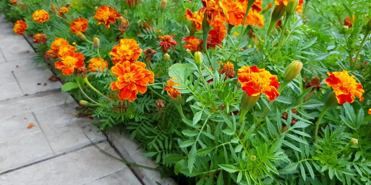 camera movement over blooming orange marigolds growing along a garden path, outdoors in summer