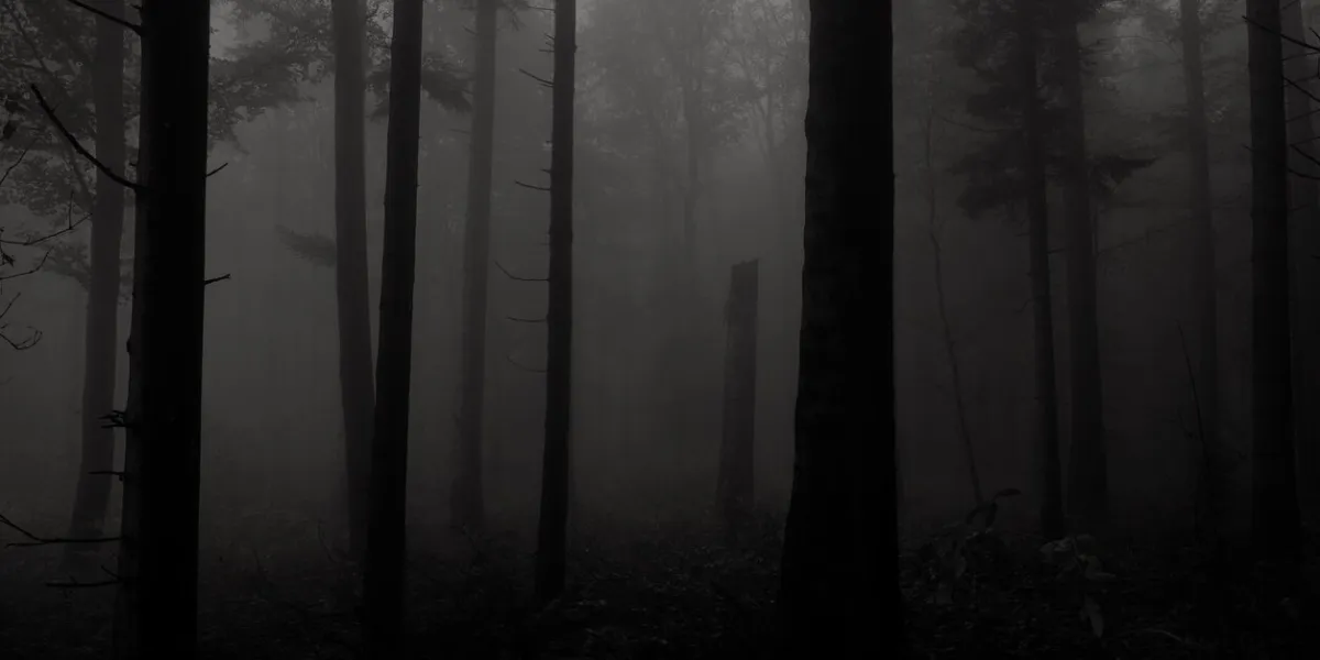 dark forest fog in black and white