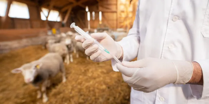 unrecognizable veterinarian at cattle farm holding syringe and taking care of livestock health