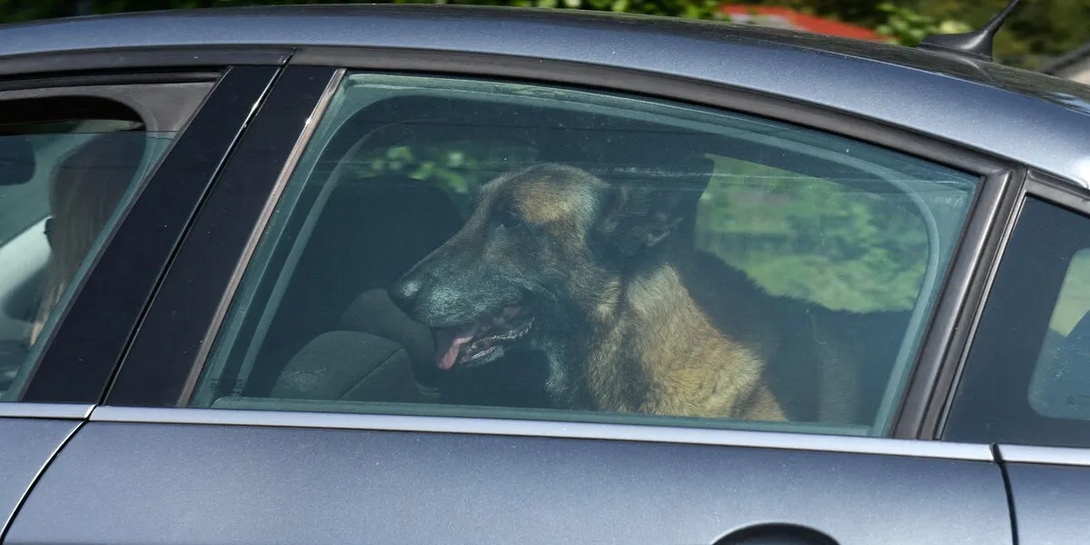 rosalie van breemen quitte la propriété d'alain delon avec loubo, le chien de ce dernier, à douchy, en france, le 22 août 2024 alain delon est décédé dimanche dernier vers 3 heures du matin à son domicile de douchy photo by abacapresscom