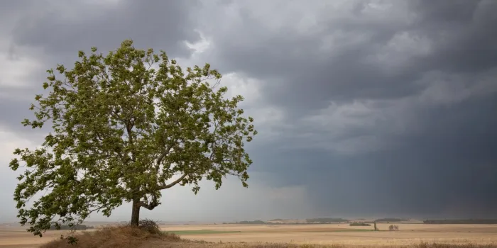 lonely tree in the summer end of afternoon light a village in the background