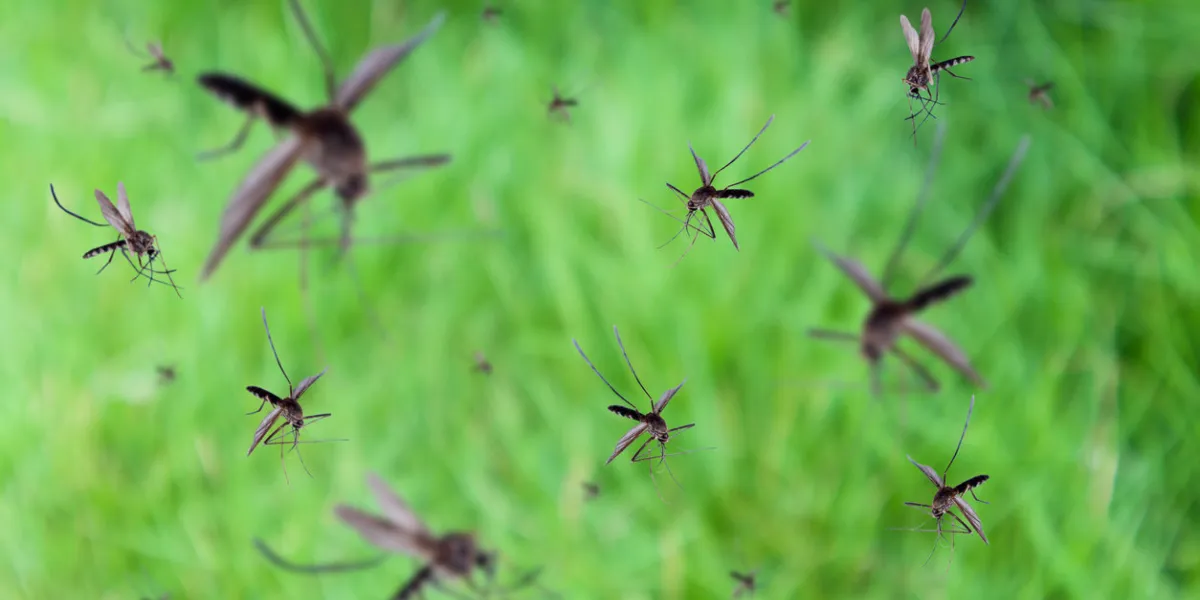 many mosquitoes fly over green grass field