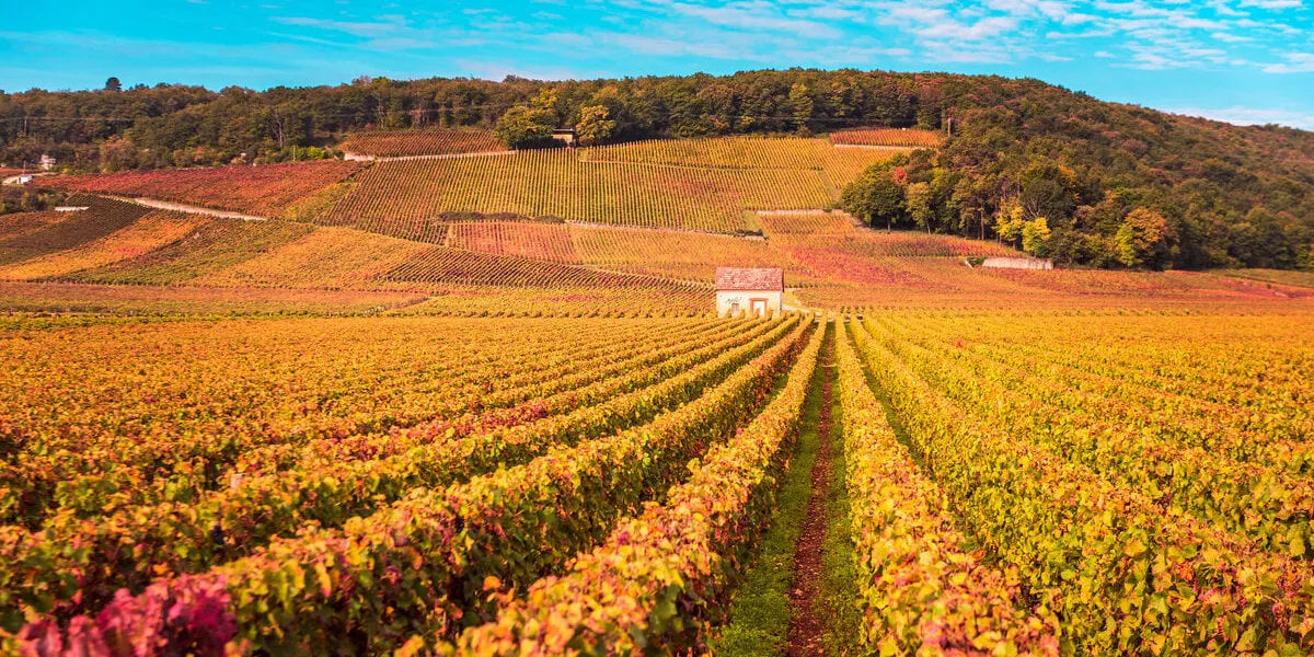 chateau with vineyards in the autumn season, burgundy, france