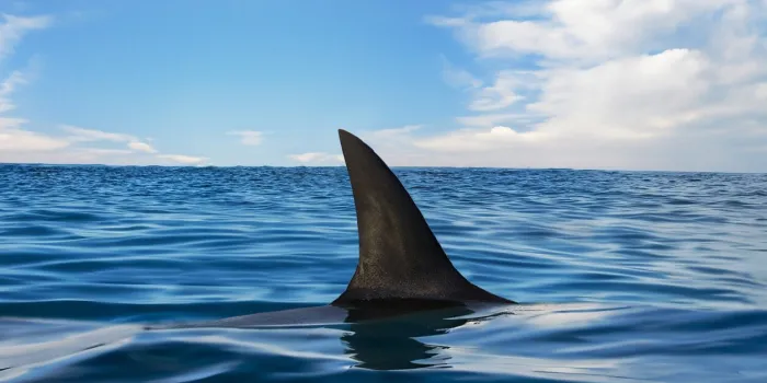 shark fin on ocean surface in cloudy clear sky