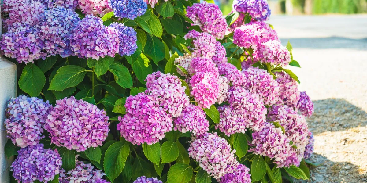 beautiful bush of blue and purple hortensia in full bloom