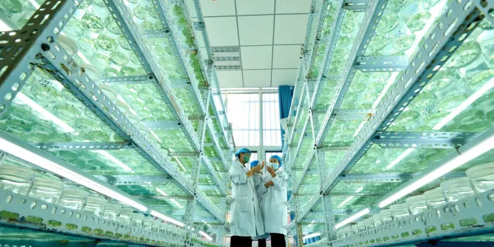 centre de recherche et de développement de la pomme de terre salle de semis - chine