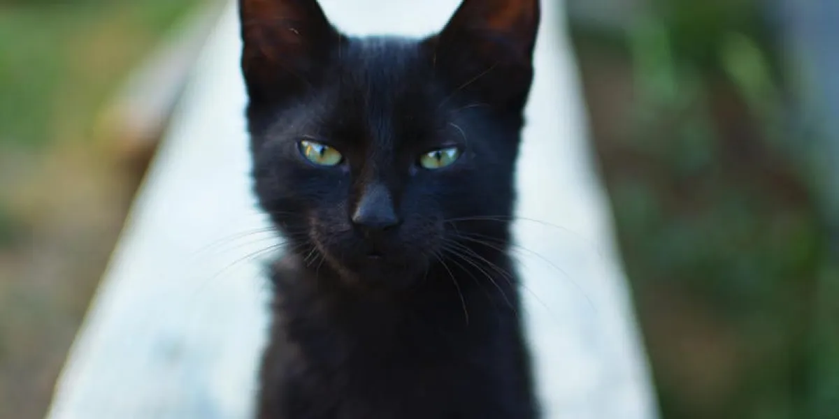 vue de face du petit chat noir aux yeux verts, regardant la caméra debout à l'extérieur