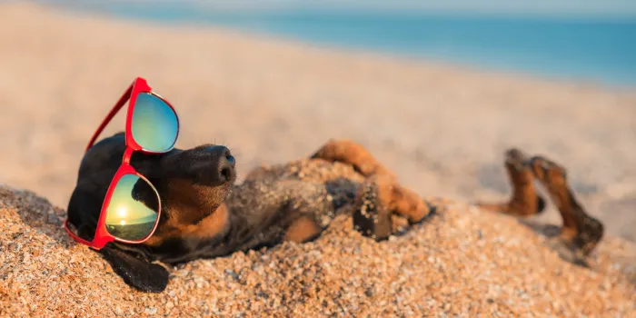beautiful dog of dachshund, black and tan, buried in the sand at the beach sea on summer vacation holidays, wearing red sunglasses
