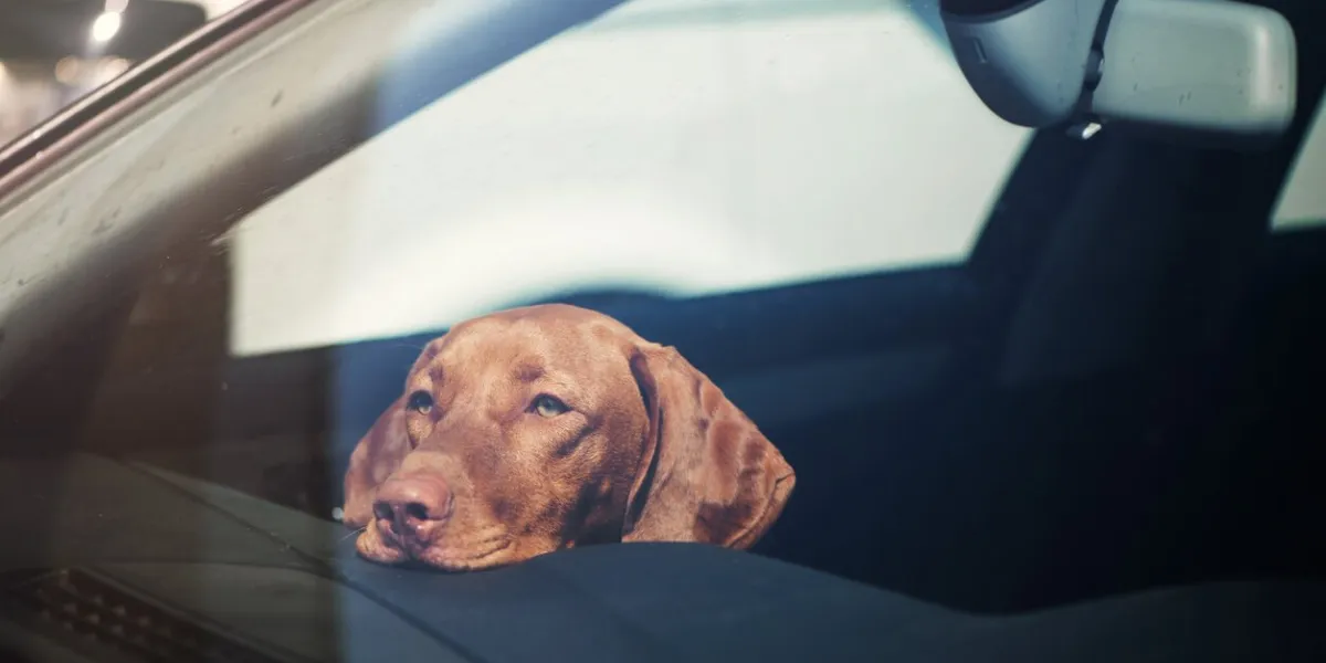 dog left alone in locked car abandoned animal concept
